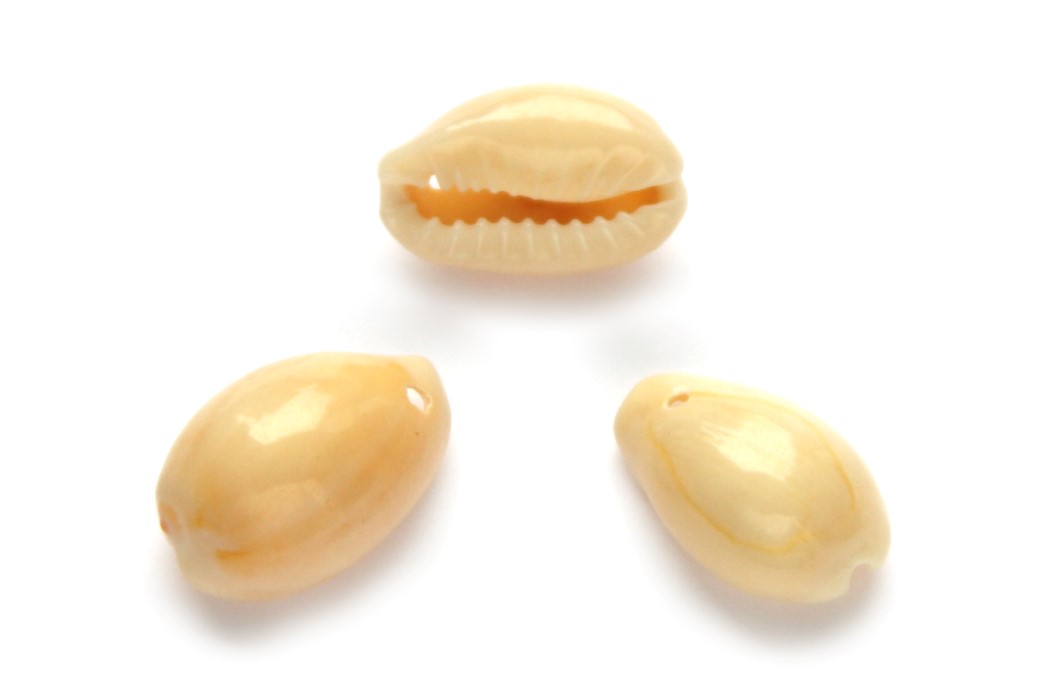 Cowrie Shell bead connector, 14-19mm, Ivory, 25 grams
