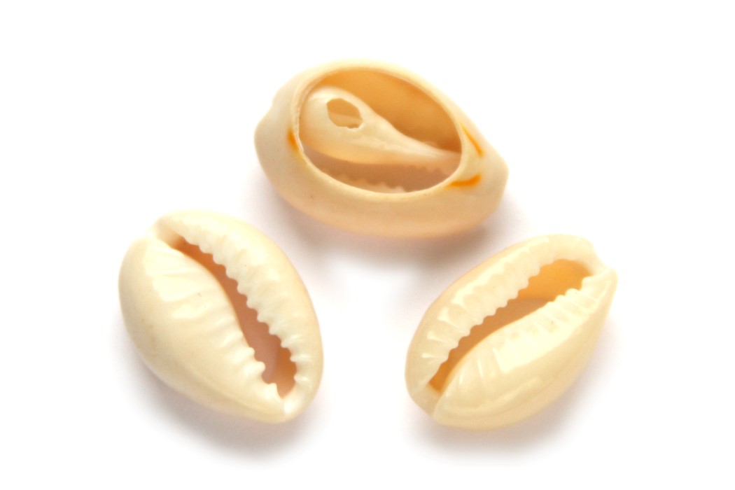 Cowrie Shell bead connector, medium, 16-18mm, Ivory, 25 gr